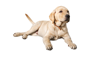 PET DENTAL HEALTH PROGRAM_edited.png