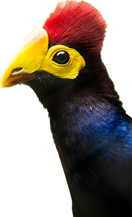 turaco.png