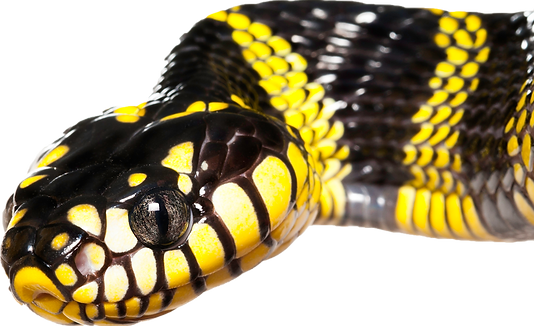 boiga.png