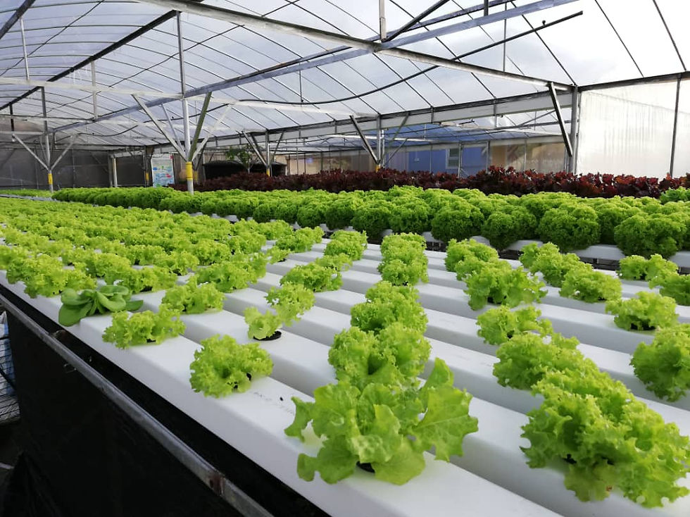 Gambar Ehsan Kundasang Aquafarm
