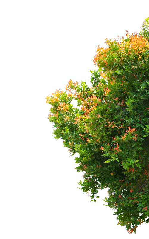 tree 2.png