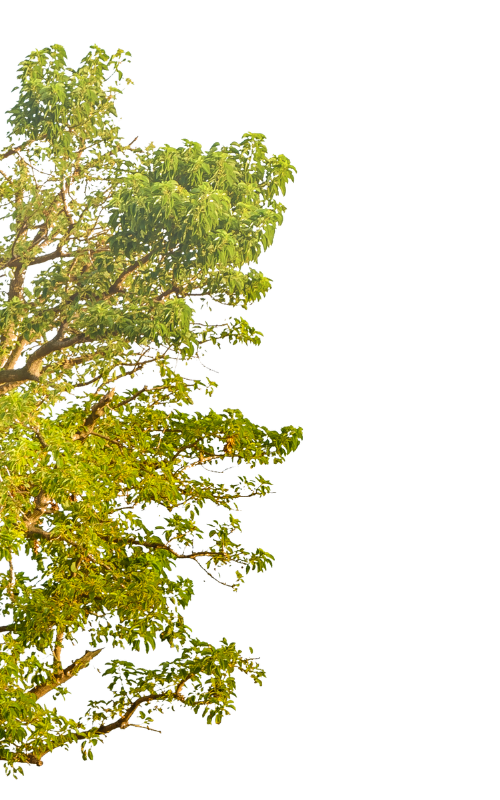tree 1.png