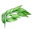 Leaves 1