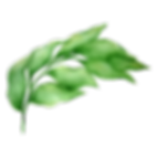 樹葉