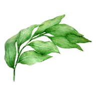 Leaves 1