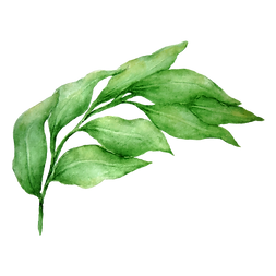 Les feuilles 1