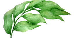 Les feuilles 1