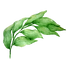 Leaves 1