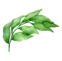 Leaves 1