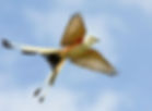 scissor-tailed-flycatcher-2-800-ken-slade-cc.jpg