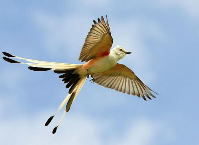 scissor-tailed-flycatcher-2-800-ken-slade-cc.jpg