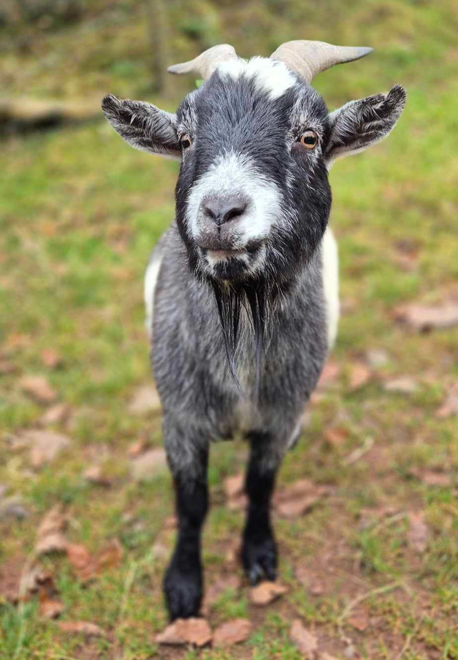 Thumbnail: Adopt a Goat