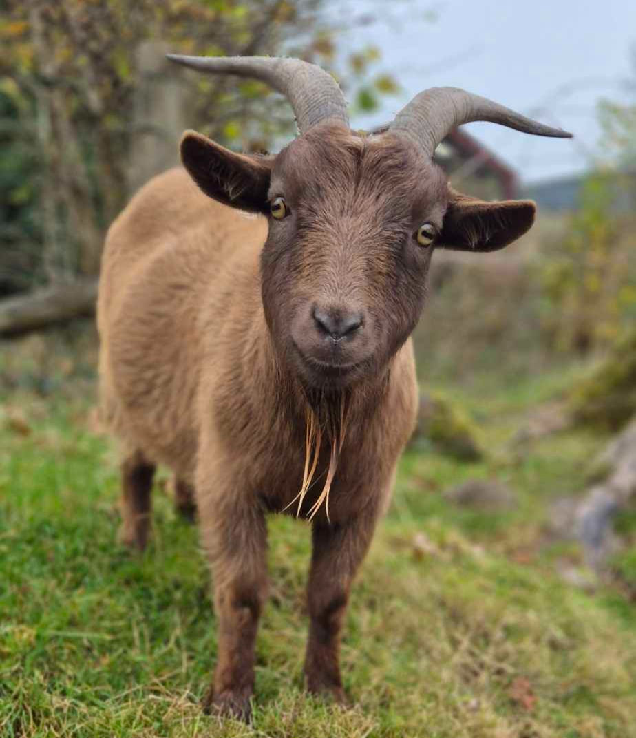 Thumbnail: Adopt a Goat