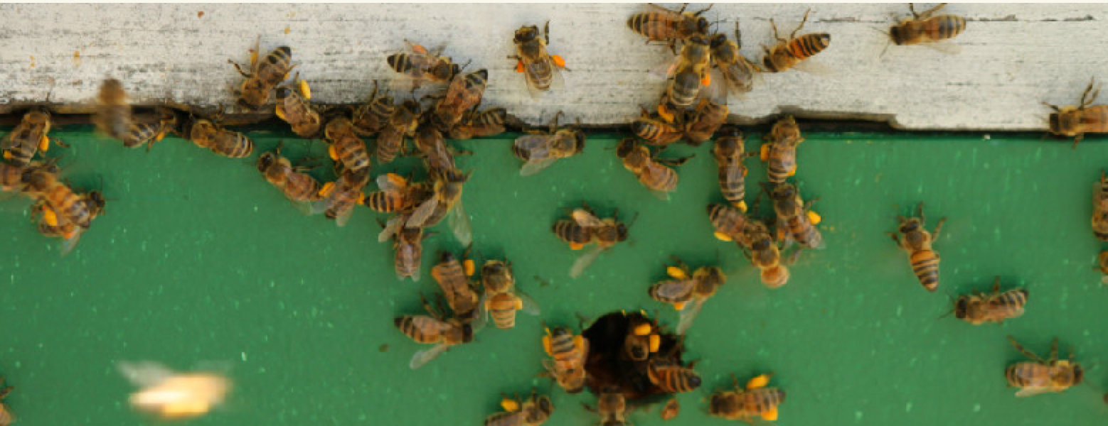 McFarline Apiary
