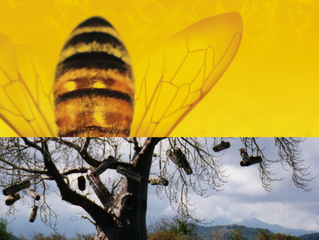 APIMONDIA FIRST SYMPOSIUM ON THE AFRICAN BEE & BEEKEEPING