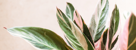 Flourishing Is A Journey