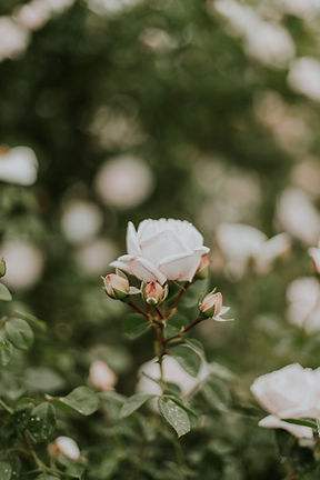 daiga-ellaby-DsKmDyM9CRE-unsplash.jpg