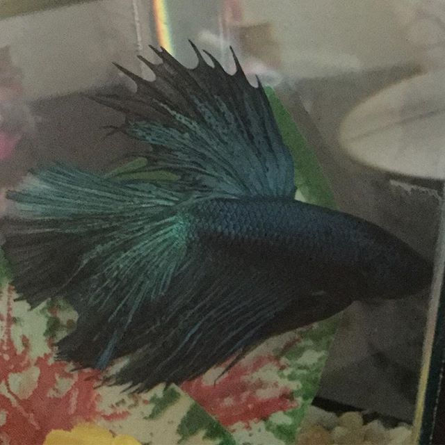 Gyarados ❤️