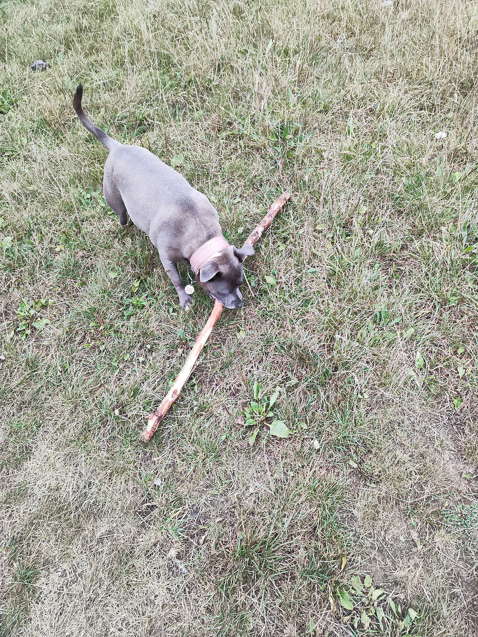 IMG_20240910_181133 (1)