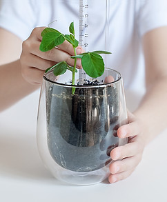 measure plant height.jpeg