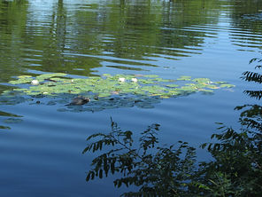 Water Lilies 