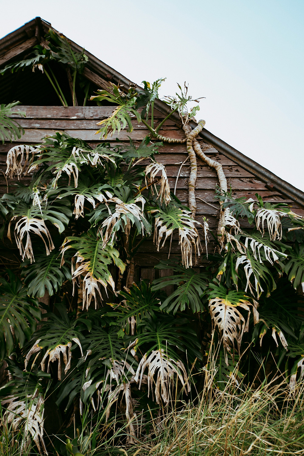 A large monstera plant is taking over what remains of a shed somewhere in NSW.