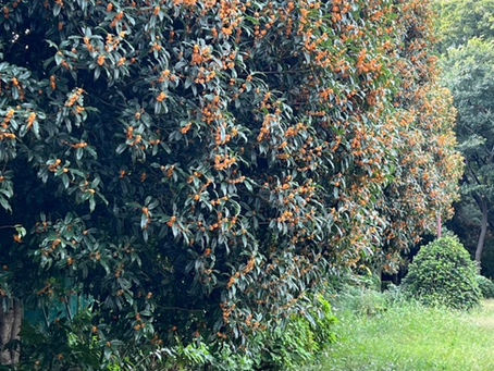 金木犀によせて。