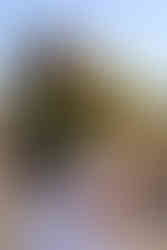 נועה בר Late Bloomer