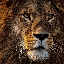 cover-r4x3w1200-5f7ecee034fc7-lion-35760