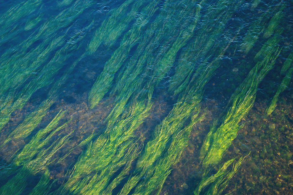 Seagrass