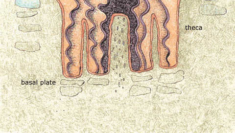 This animation demonstrates how stony corals grow vertically. In the first frame we see a coral polyp resting on its base, which is called the basal plate. In the next frame we see the polyp’s tissues begin to lift up off the basal plate, leaving an empty space beneath it (shown by dashed lines). In the next frame, the polyp rises even higher, expanding the space between it and the basal plate. In the final frame the polyp has created a new basal plate to rest on, leaving an empty space between it and the old basal plate. Using this method, a coral polyp can grow anywhere from 1 to 10 millimeters per year, depending on the species and surrounding environmental conditions.