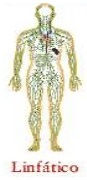 Linfático