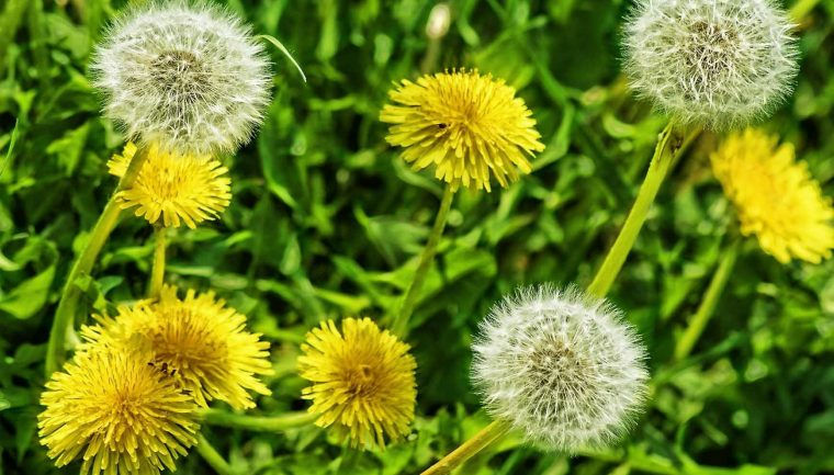 diente-de-leon-planta