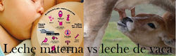 leche materna vs de vaca