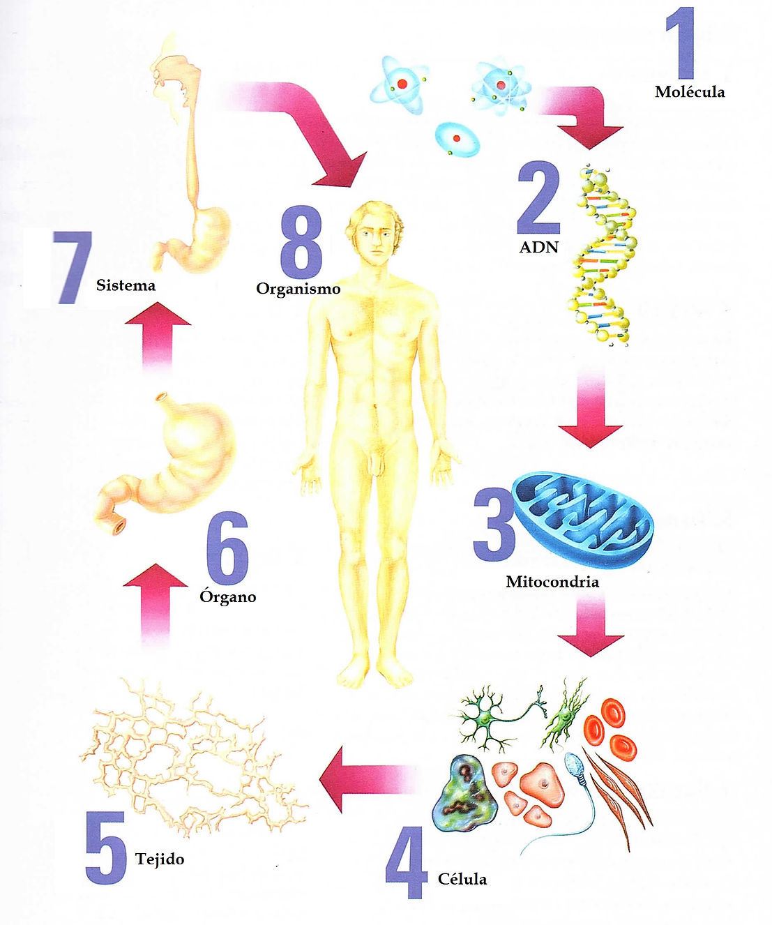 organizacion estructural_adn_molecula