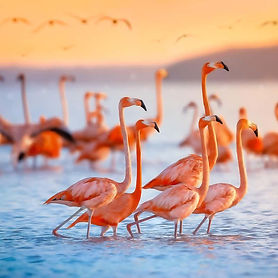 why-are-flamingos-pink-mpxhm1_web.jpg
