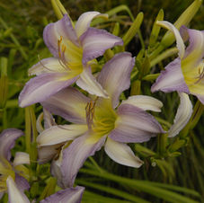 hemerocallis rubinina.jpg
