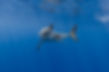 GW_SHARK.jpeg