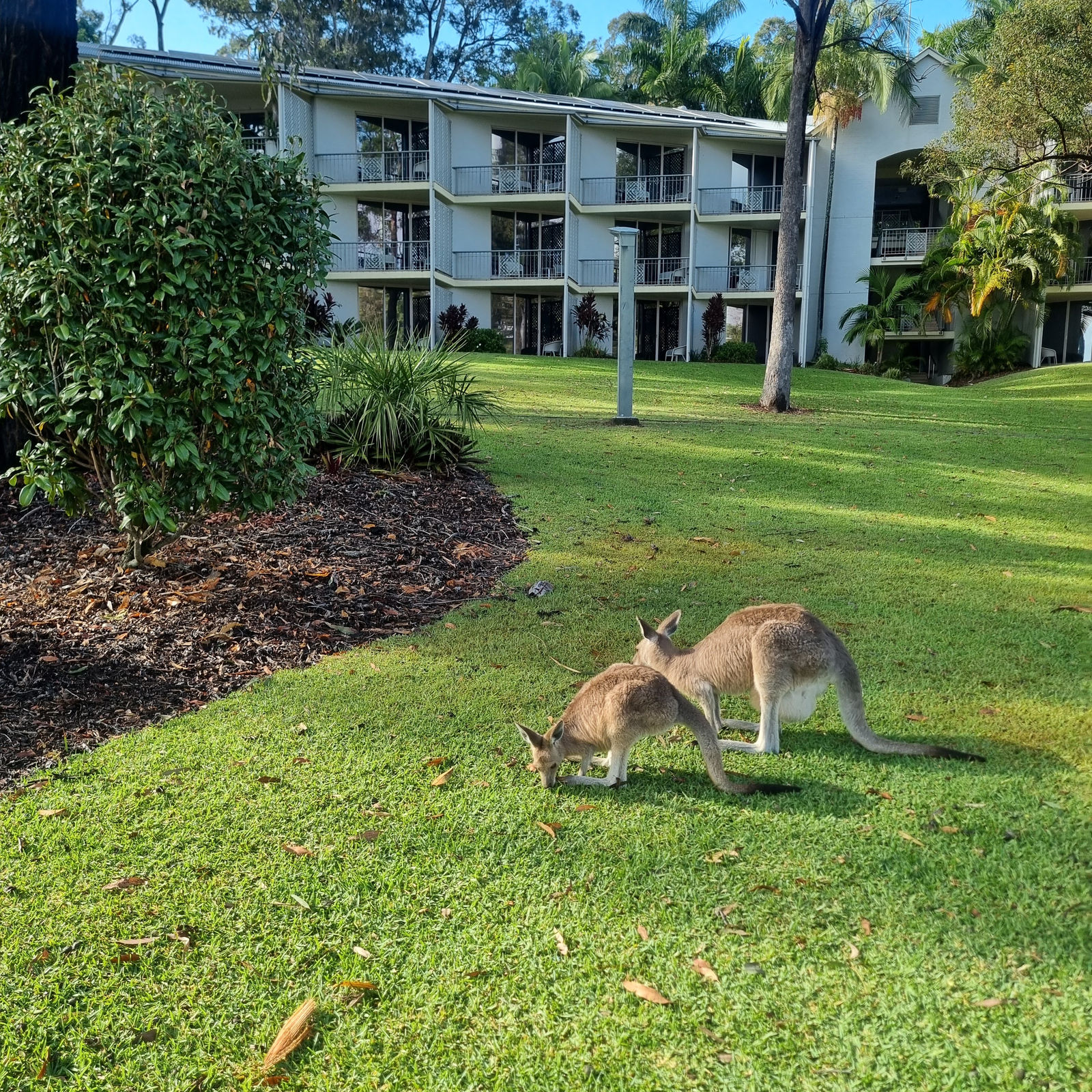 Intercontinental Sanctuary Cove kangaroos