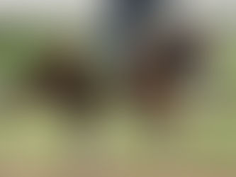 Invest in the Excitement of Horse Racing