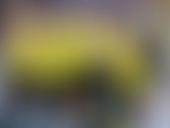 Cupfinal-Abenteuer in Kriens