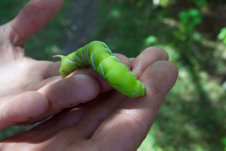 River Wranglers. Wildlife gardening. Privet hawk moth caterpillar.