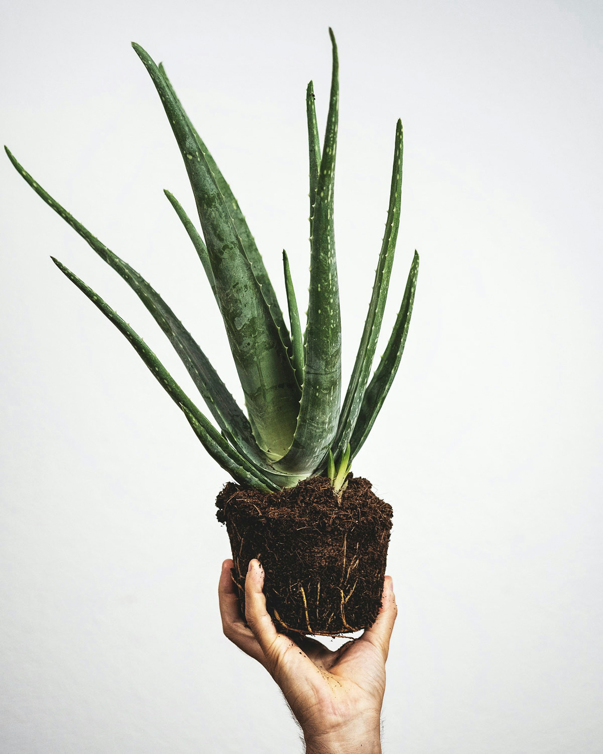 feey-dgvFsLfIX9E-unsplash.jpg