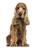 Pet grooming leamington