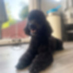 Toy poodle