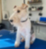 Fox Terrier