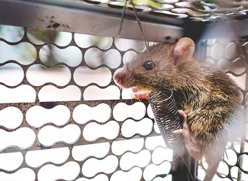 pequena-rata-atrapada-jaula-metal_39688-