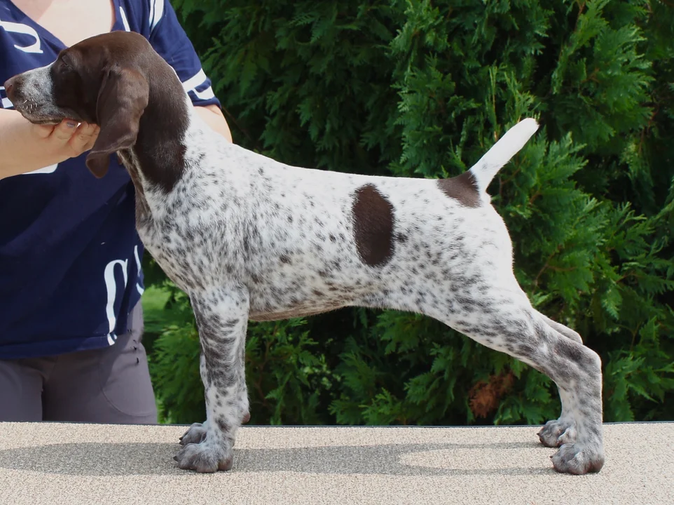 Legacyk German Shorthaired Pointers Addie