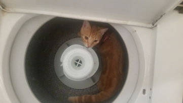 Ra isn't the Brightest Cat, Despite His Name