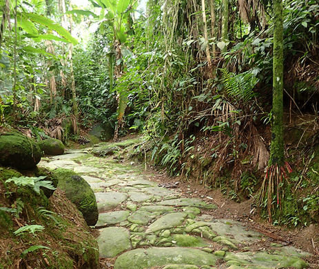 Gold Trail Atlantic Forest Walk